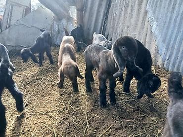 Gəmiricilər: Təmiz hələb çəpişləri. südəmər . erkəkdə var dişidə. heyvanlar — 3