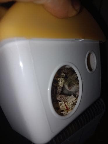 xomyak qəfəsi: Hamster + qəfəs + yem (ünvan: Əhmədli) Komplekt: - Cırtdan hamster - — 3
