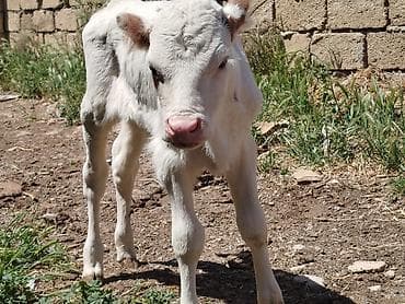 Salam, simmental buzovlardi. 2 dişi bir erkek buzovlardi. Qiymeti 1050 — 3