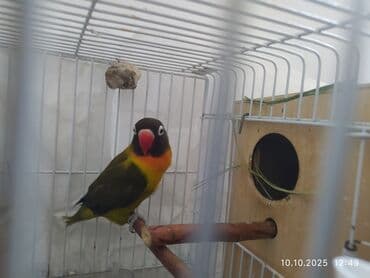 попугай ара цена: Salam, Nerazlucniklər sarı narıncı başlı narıncı quyruqlu cütlər 120 — 2