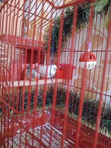 gence toyuq cuce: Qırmızı quş qəfəsi – tam dəst bulbul iki eded real aliciya endirim — 2