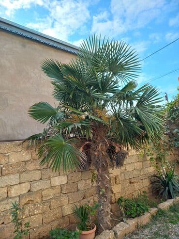 banan agaci: Trahikarpa (Trachycarpus fortunei) xurma palmı – həyət və bağ üçün — 3