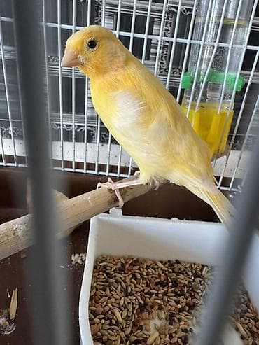 1 ay yarımlığ gözəl bülbül sütılr erkəy dişiliyin bilmirəm ama erkəyə