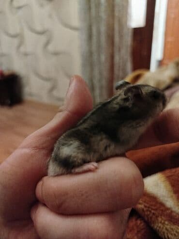 Ev heyvanı – cırtdan hamster (xırda ölçülü, zolaqlı rəng)