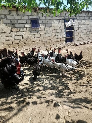 4ayliq hinquşu balalari çekisi 2.200 tekde satilir cemde 16 denedir lalafo.az -da 4ayliq hinquşu balalari çekisi 2.200 tekde satilir cemde 16 denedir