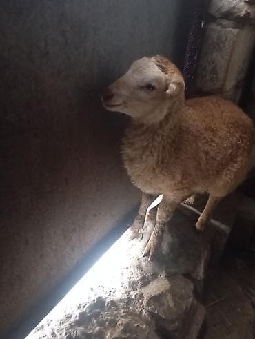 qoyun satilir: Qoyun – qəhvəyi-qırmızı buruq yunlu, alnı və sifəti açıq rəngli. Yerli — 1