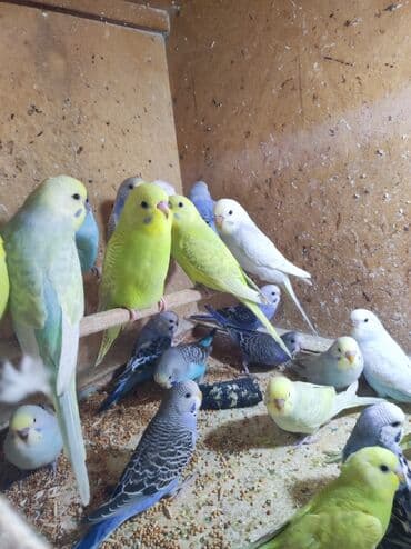 Optavoy 8.50 ə Tek Tek 10 m