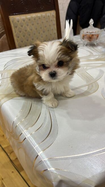 heyvanlar cütləşməsi: Ana atasının Seklı var 1aylıq erkek bala Miniatür it balası – yığcam — 4