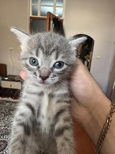 pisiy qumu: Yaxşı əllərə — 3