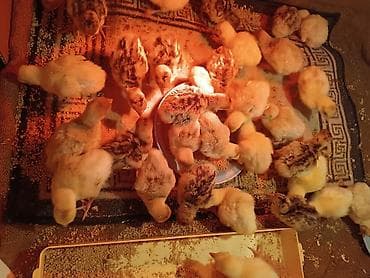 at sekilleri: Hinduşka balaları (pala) və damazlıq hinduşkalar.Kəsəndə ən azı — 1