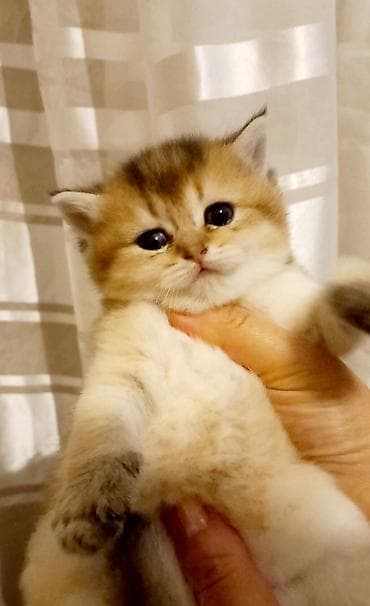 sarı pişik: Qızıl şinşilla, Dişi, Yaxşı əllərə, Ünvandan götürmə — 3