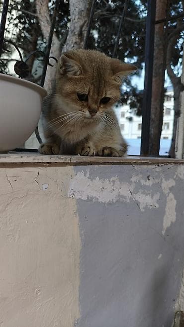 xaski itleri satisi: 7 ayliq disi Gold sinsilla 50 azn satilir. wp yazin catdirilma var — 5