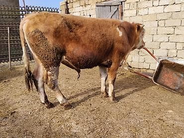 simental inək: Simental tipli dana - Cins: Simental tipli, ətlik istiqamət - Rəng — 7