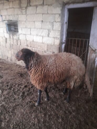 ari ramkasi satisi: Qoyun – yerli ətlik/yunlu cins - Rəng: qəhvəyi yun, qara baş və qara — 7