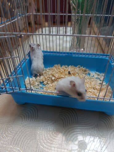 енот в баку купить: Грызуны — 2