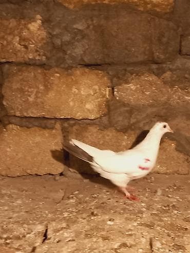 drakon goyərcin: Salam qirmiz quyurugdu maya olmadi oz quwlarim balasdi — 8