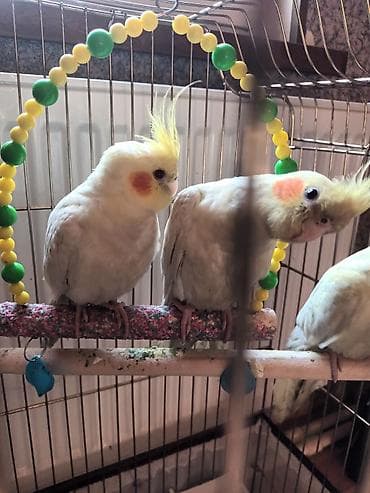 Təcili .karella erkek disi tam sağlam ruçnoy qəfəslə birgə iran