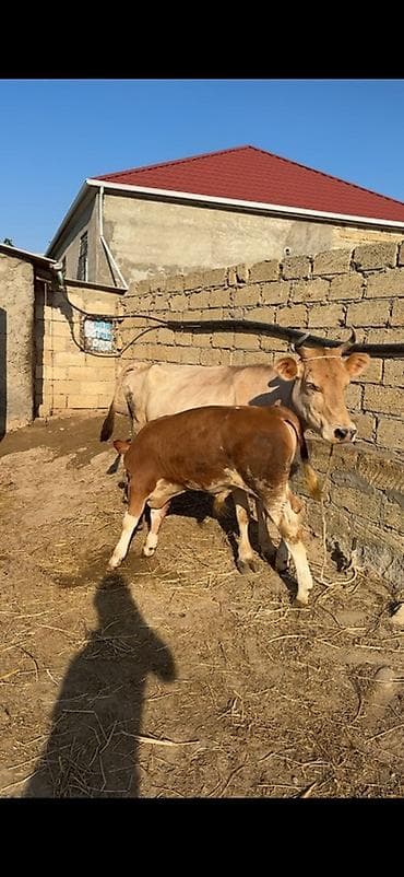 afcarka bala: Erkək simmental balalı inək satılır. Bala süni mayalanmadan olub. 4 — 3