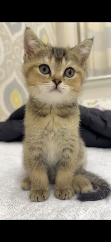 it etibarlı əllərə verilir: 50 ile 250 arasi cins saf qan pisiklerimiz var( Silver sinsila temiz — 7