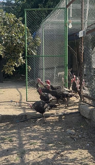 it cinsi: 3 ay yarımlıq tam sağlam hinduşkalardı. Təmiz Amerika Bronz cinsidir — 3