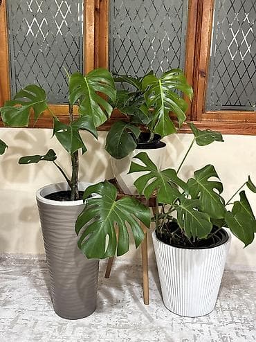 kala bitkisi: Monstera qiymət 15 -25-35-45azn. Ünvan Şamaxinka. Burdan götürə — 4