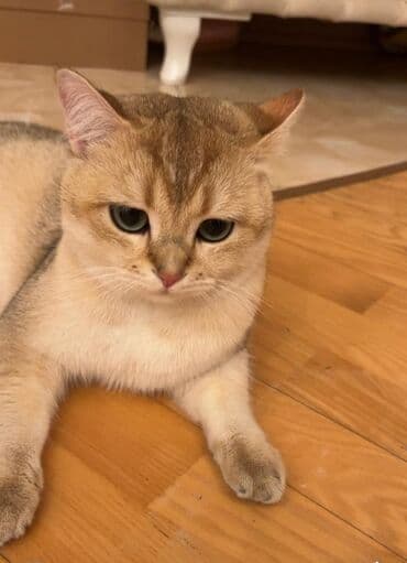 Şinşilla, Erkək, Pulsuz çatdırılma