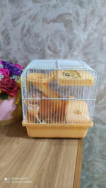 şirin it sekilleri: 2 ədəd xamiyak və qəfəsi erkəkdi ikisidə hamısı qəfəs qarışıq 40 — 2