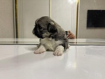 barter itlə: Pekines, Sənədli, Ödənişli çatdırılma — 2