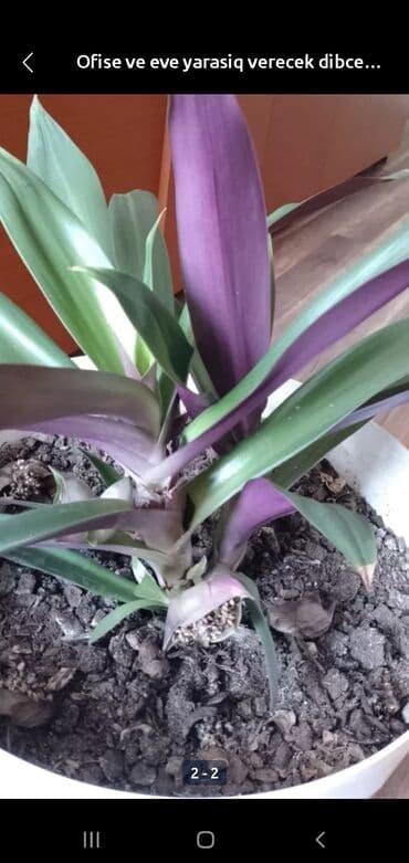 gül toxum satışı: Otaq bitkiləri — 1