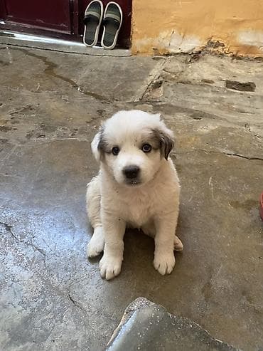 Bolonka, 2 ay, Erkek, Pulsuz çatdırılma