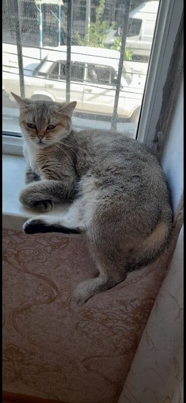 переноска для кошек баку: Pişiklər — 2