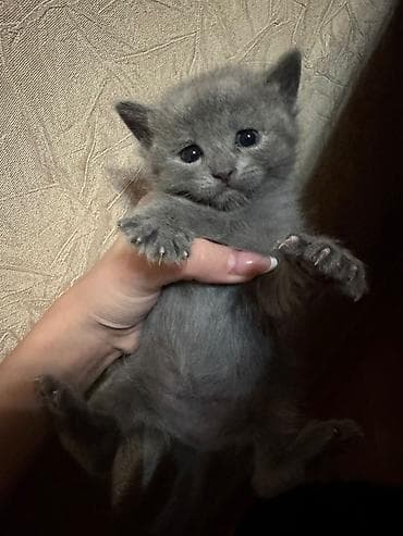 pişik pişik: Britan, Yaxşı əllərə, Ünvandan götürmə — 3