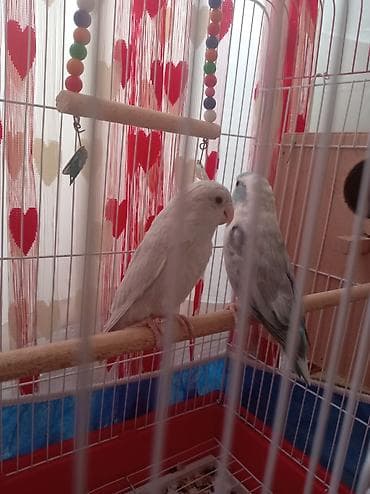 bildirçin quşu: Hazr cüt Forpus papuqayı, papuqay növünün içində ən kiçik növdü, çox — 3