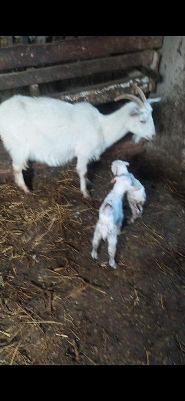 Птицы: Salam satılır 2 bala dişi — 1