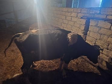 Digər heyvanlar: Süd yönümlü inək - Cins: qara‑ala (holşteyn tipli) - Məqsəd: südçülük — 7
