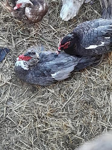 Atlar: Təmiz Musk ördəkləri yalnız erkək ördək satılır hazırda 6 kqa yaxın — 7