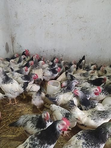 heyvan satisi sayti: Toyuq, Ətlik — 6