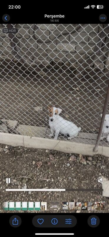 zvanok it: Cek rassel teryer, Peyvəndli — 4