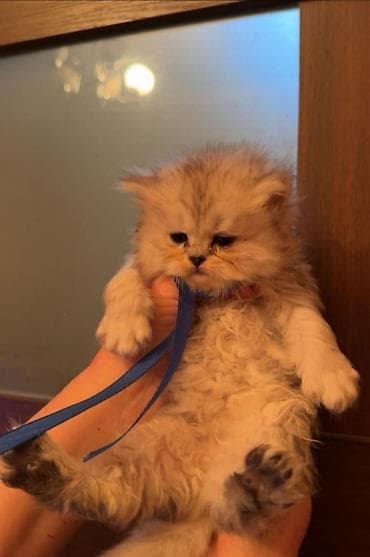 heyvan bazari: Şinşilla, Erkək, Dişi — 1