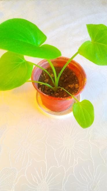 ev gulleri sekilleri: Ağ Kala gülü — 2