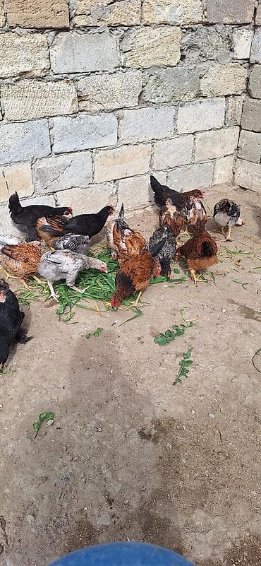 fireng toyuqu: Toyuq, Yumurtalıq, Ödənişli çatdırılma — 6