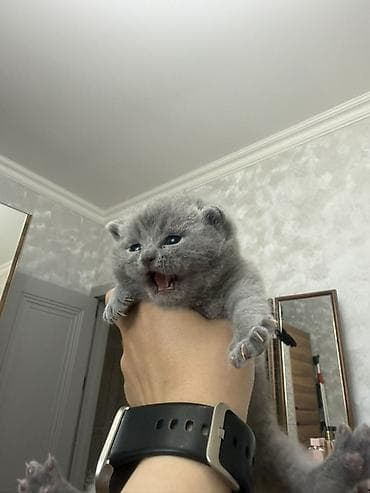 pişik yarım tip: Britan, Dişi — 3