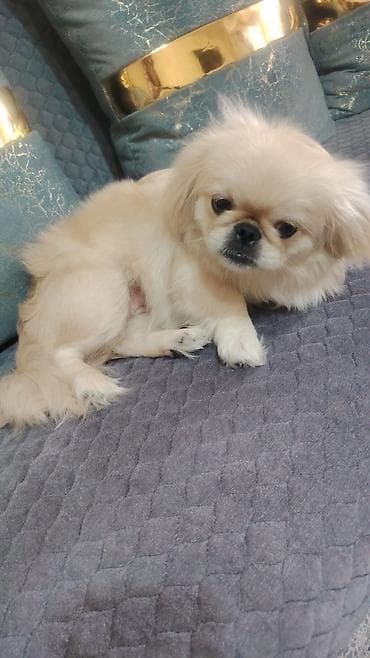 heyvan satışı: Pekines, 8 ay, Dişi, Ödənişli çatdırılma — 1