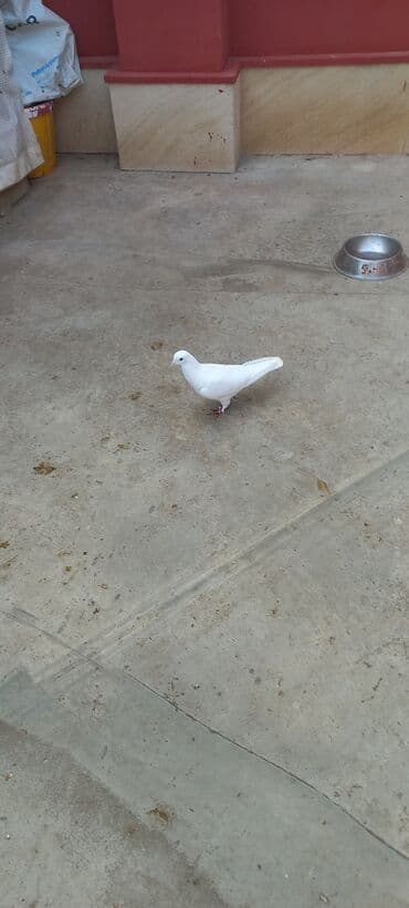 Ağ göyərçin - Rəng: tam ağ - Zərif bədən quruluşu, qısa dimdik