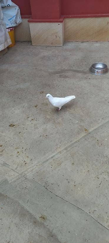 goyərcin evi: Ağ göyərçin - Rəng: tam ağ - Zərif bədən quruluşu, qısa dimdik — 1