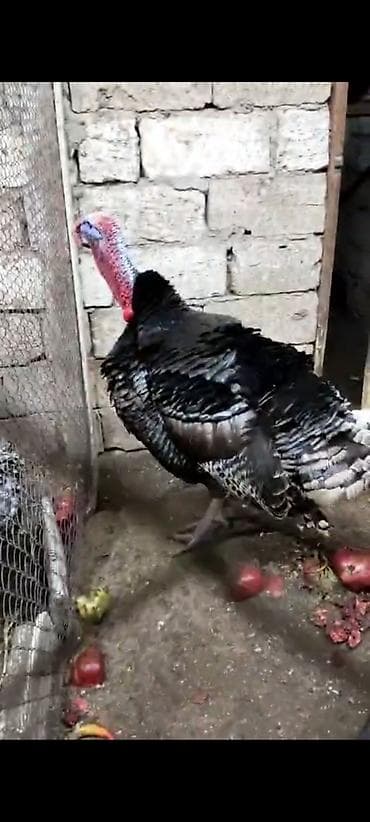 balaca qaz: Hind quşu hinduşka iri çəkili kəsilməyə ya artırmağa əladi sort — 4