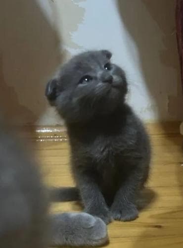 Digər heyvanlar: Şotland — 4