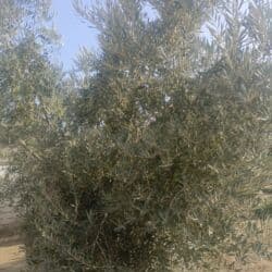 Bal: Zeytun kilosu 5 manat — 2