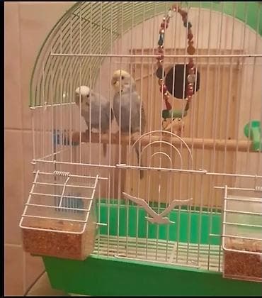 tutuquşu satışı az: Mehebbet quslar satilir Dəst tərkibi: - 2 ədəd dalğalı tutuquşu (cüt) — 1