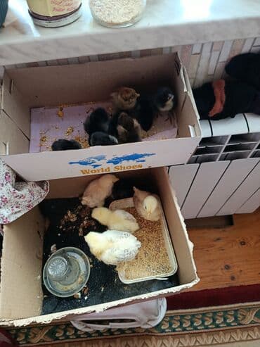 simmental ineklerin satisi: Toyuq cücələri, Ətlik — 6